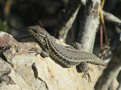 Liolaemus curicensis