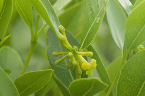 How to identify Wikstroemia oahuensis (A.Gray) Rock