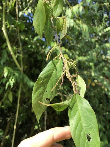 Acalypha diversifolia, photograph 5