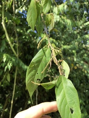 (c) Skjold Søndergaard, some rights reserved (CC BY) Acalypha diversifolia, photograph (c) Skjold Søndergaard, some rights reserved (CC BY)