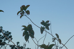 Oxyspora paniculata