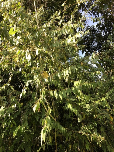 Acalypha diversifolia, photograph 6