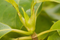 Bobea elatior