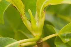 Bobea elatior
