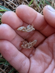 Physeema labyrinthica