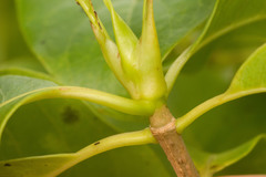 Bobea elatior