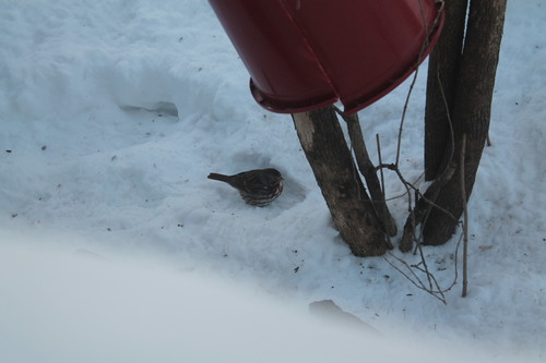 Fox Sparrow (Red)