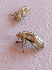 Physeema labyrinthica