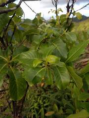Bobea elatior