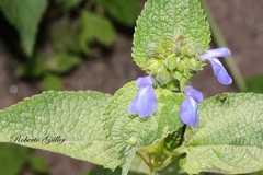 Salvia stachydifolia