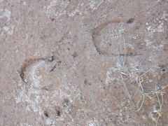 Equus asinus