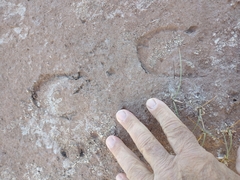 Equus asinus