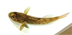 Gobiomorphus basalis