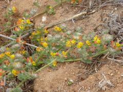 Acmispon heermannii heermannii