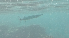 Platybelone argalus