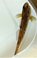 Gobiomorphus basalis