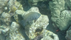 Plectroglyphidodon marginatus