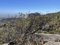 Bursera cerasiifolia