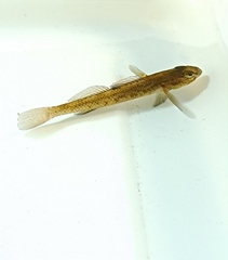 Gobiomorphus basalis