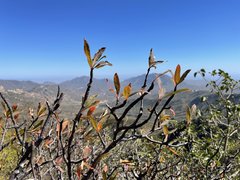 Bursera cerasiifolia