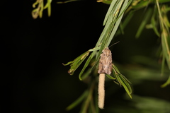 Spodoptera exempta