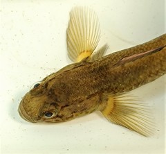 Gobiomorphus basalis