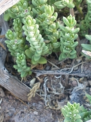 Nitrophila australis australis