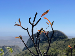 Bursera cerasiifolia