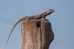 Tropidurus torquatus