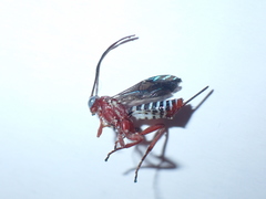 Pimpla marginella