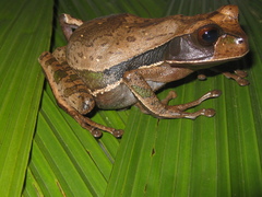 Gastrotheca recava