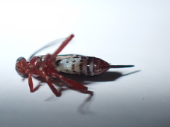 Pimpla marginella