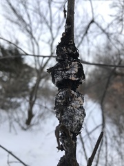 Trichothecium roseum