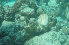 Chaetodon multicinctus