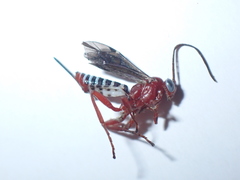 Pimpla marginella
