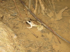 Leptodactylus leptodactyloides