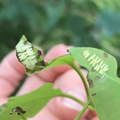 Paropsisterna m-fuscum