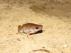 Hamptophryne boliviana