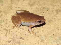 Hamptophryne boliviana