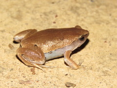 Hamptophryne boliviana