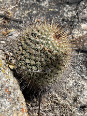 Mammillaria petrophila petrophila