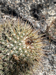 Mammillaria petrophila petrophila
