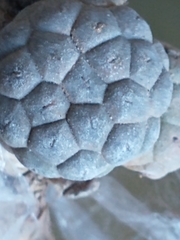 Tephrocactus bonnieae