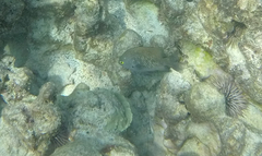 Plectroglyphidodon marginatus