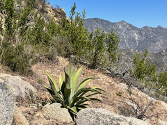 Agave aurea
