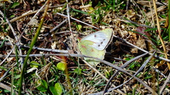 Colias vauthierii