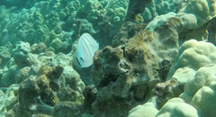 Chaetodon multicinctus
