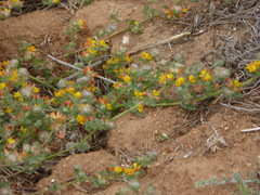 Acmispon heermannii heermannii