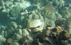 Chaetodon multicinctus