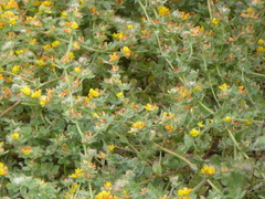 Acmispon heermannii heermannii